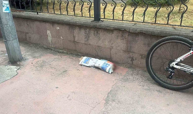 Otomobil çarpması sonucu telef olan köpeğin sahibi hüngür hüngür ağladı