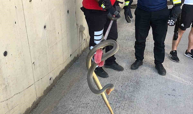 Otoparka giren 2 metrelik yılan  paniğe neden oldu