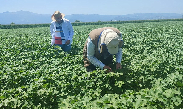 Pamukta görülen Yeşil Kurt&#039;a karşı İlçe Tarım ve Orman Müdürlüğü ilaçlama çağrısında bulundu