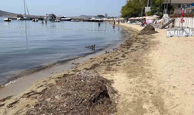 Plaj temizliği adı altında deniz çayırlarını söktüler