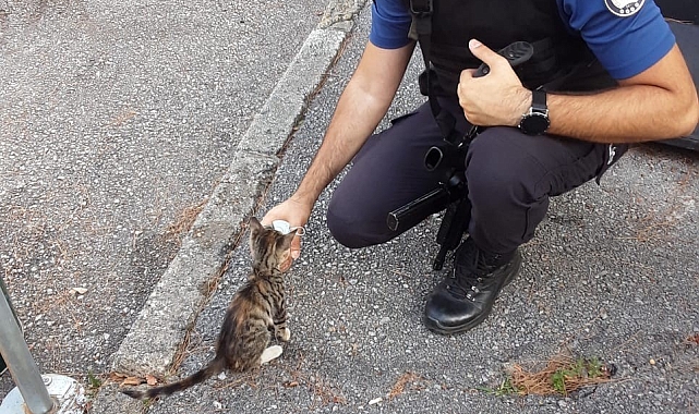 Polisler, yeni doğan kediye ve yavrularına sahip çıktı