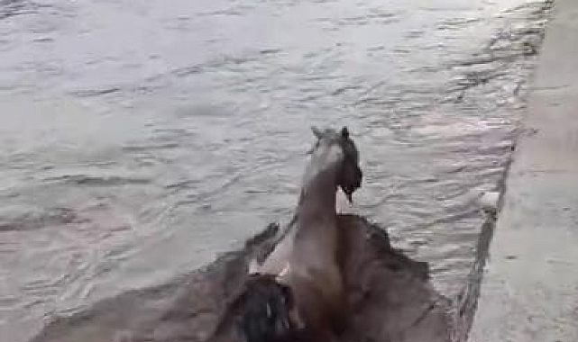 Sağanak sonrası meydana gelen selde 2 at, derede mahsur kaldı