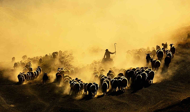 Sağım için köye getirilen koyunların gün batımında kızıl renkleri büyülüyor
