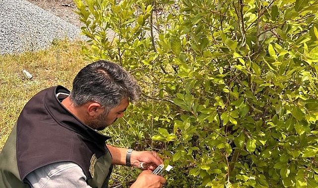 Samuray arıları, doğaya salındı