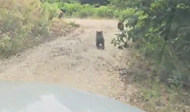 Sevimli ayı ve yavruları aracın önünde koşarken görüntülendi