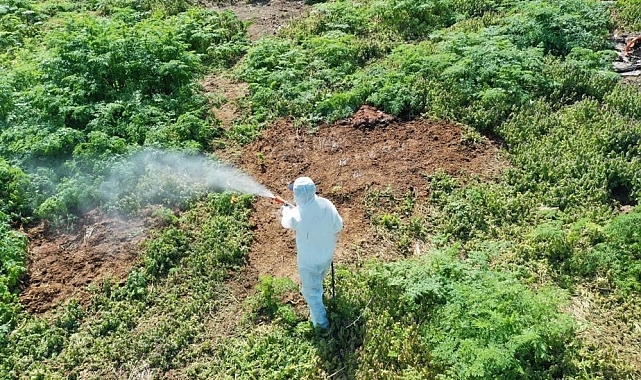 Sıcak havalarda çıkan haşerelere karşı dikkat