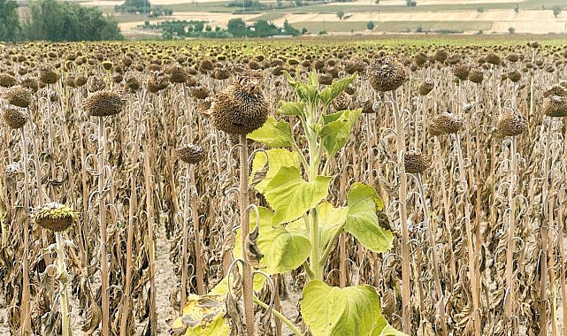 Sıcaklar ayçiçeği tarlalarını vurdu