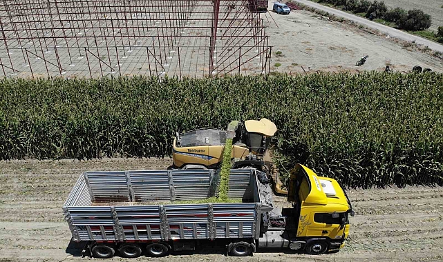 Silajlık mısırda kavurucu sıcakta zorlu hasat