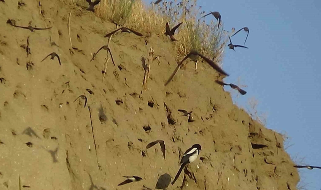 Sineklerle beslenen kır kırlangıçları, Van Gölünde vatandaşların ilgi odağı oldu