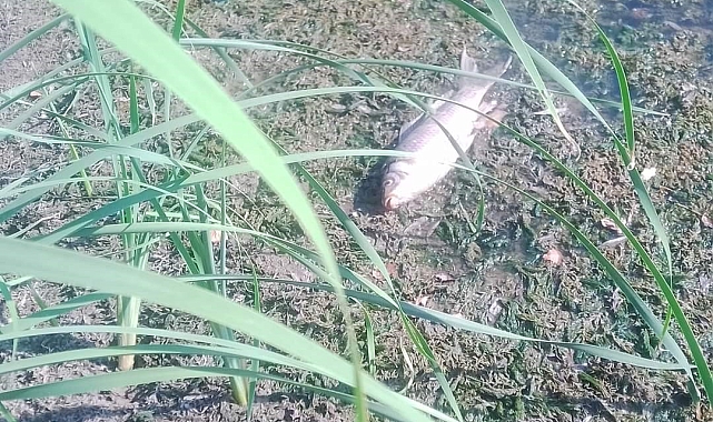 Su seviyesinin azalması sonucu oksijen yetersizliğinden yüzlerce balık telef oldu