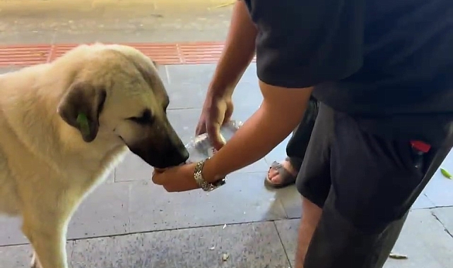 Susayan köpeğe avucunun içinde su içirdi