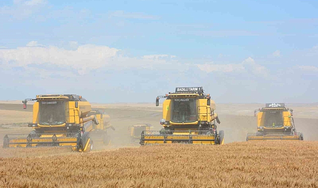 Tahıl ambarında hasat, 18 biçerdöver, 7 kamyon ve 30 işçiyle başladı