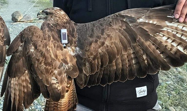 Uydu vericisi takılan şahin iki yılda 34 ülkeden geçti