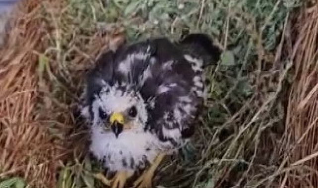 Yavru şahini sahiplenerek hayata tutunmasını sağladı