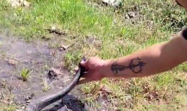 Yılancı Kemal&#039;den, Yılanlara, &quot;insanlardan uzak dur&quot; nasihati