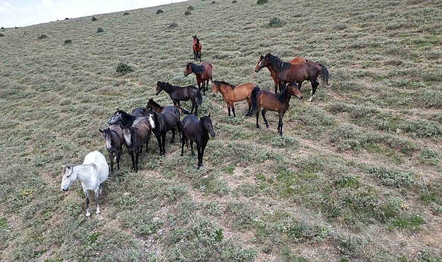 Yiyecek arayan yılkı atları havadan görüntülendi