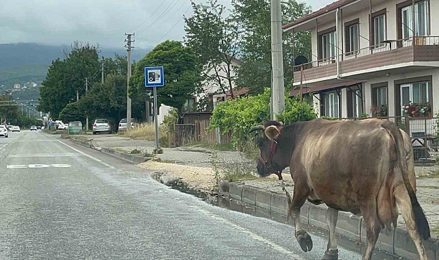 Yolun ortasından giden inek trafiği tehlikeye düşürdü
