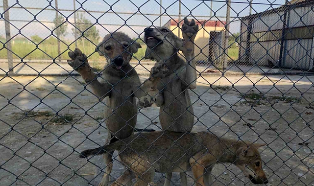 100&#039;e yakın yaban hayvanı tedavi edilerek birçoğu doğal yaşama bırakıldı