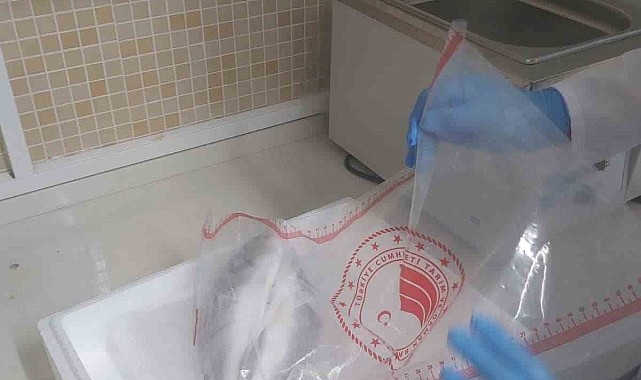 13 bin 776 kilogram balığın Rusya&#039;ya ihracatı gerçekleştirilecek