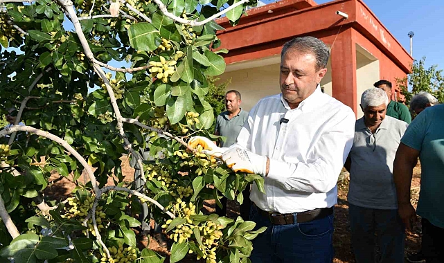 180 bin ton rekolte beklenen erken fıstık hasadı başladı