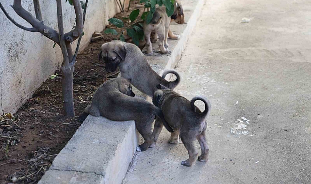 2 duvar arasında sıkışan yavru köpekleri hayvansever İbrahim Göçer, kurtardı