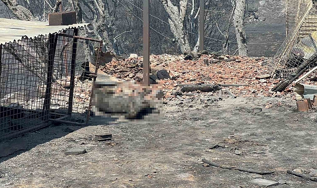 20 saattir devam eden orman yangınında yüzlerce hayvan telef oldu