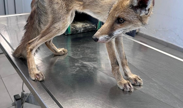 Aç kalan tilki bitkin halde bulundu