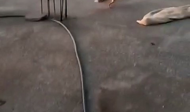 Aç tilki gündüz vakti yemek ararken dama çıktı