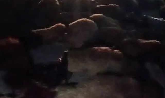 Ağrı'nın Diyadin ilçesinde meydana gelen kazada 70 koyun telef oldu