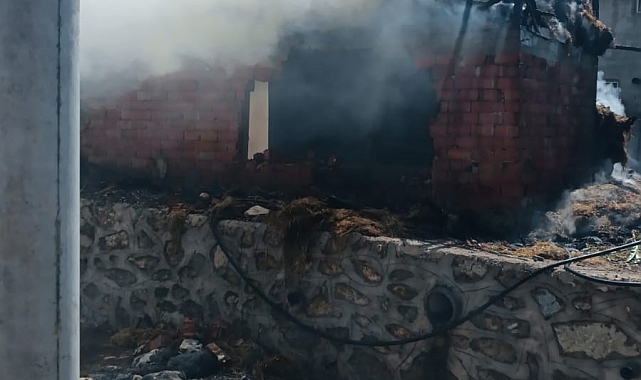 Alev yanan ahırda, hayvanlar son onda telef olmaktan kurtarıldı