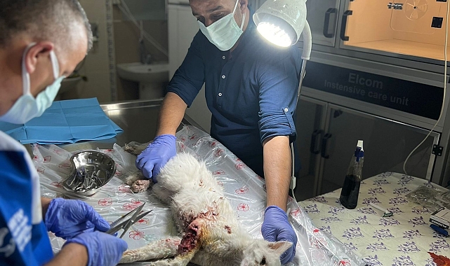 Aracın çarptığı kedi, veteriner müdahalesi sonrası müşahede altına alındı