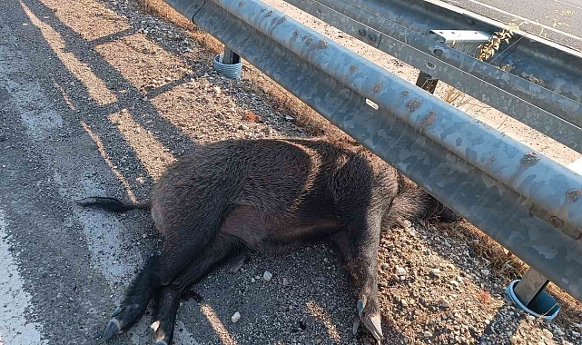 Aracın çarptığı yaban domuzları telef oldu