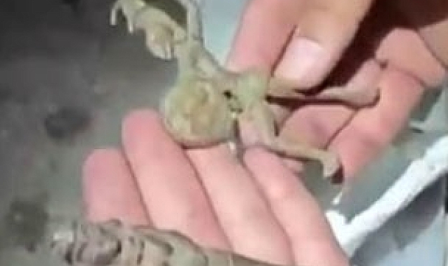 Aracın yedek lastiğinde tarihi eser kaçakçılığı