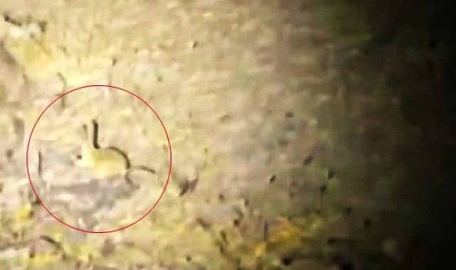 Arap tavşanı, Yozgat'ın Çayıralan ilçesinde görüntülendi