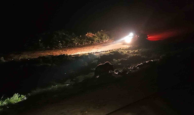 Aras Elektrik, arıza ihbarına giderken ayı sürüsüyle karşılaştı