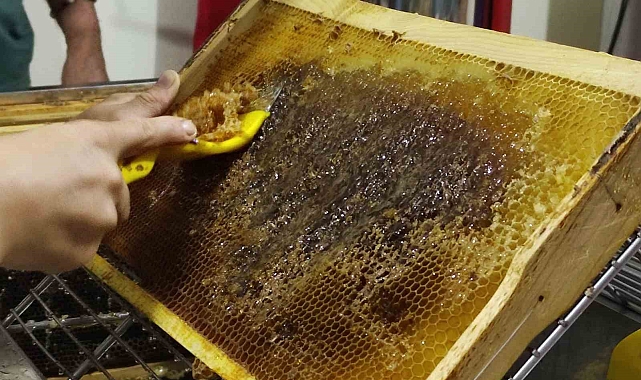 Ardahan&#039;da bal sağımı devam ediyor