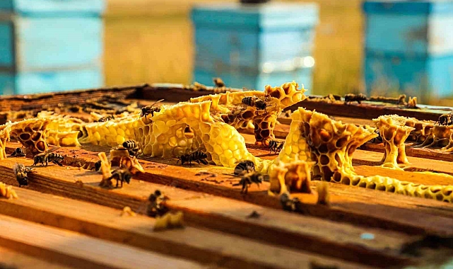Arıcılık yapan üreticiler, bal hasadı yapmak için gün sayıyor