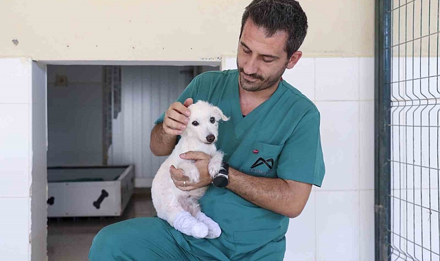 Ayakları kesilen köpek sağlığına kavuştu
