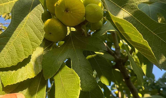 Aydın'da incir hasadı erken başladı