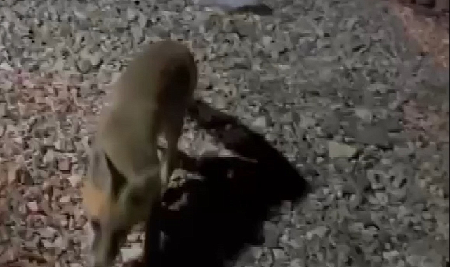 Bahçesine gelen tilkiyi elleriyle besliyor