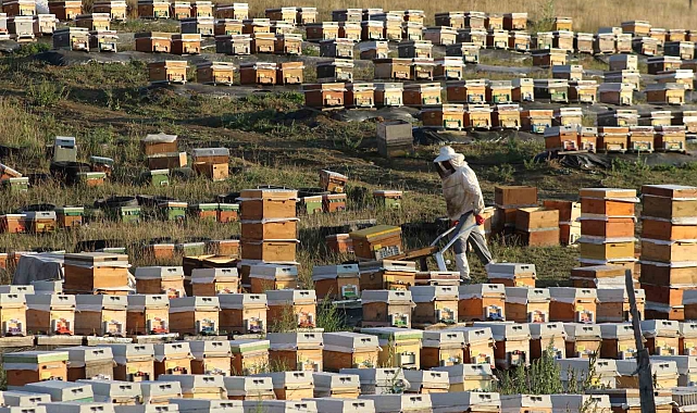 Bal hasadı sezonu başladı