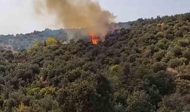 Barakadan çıkan yangın zeytinlik alana sıçradı