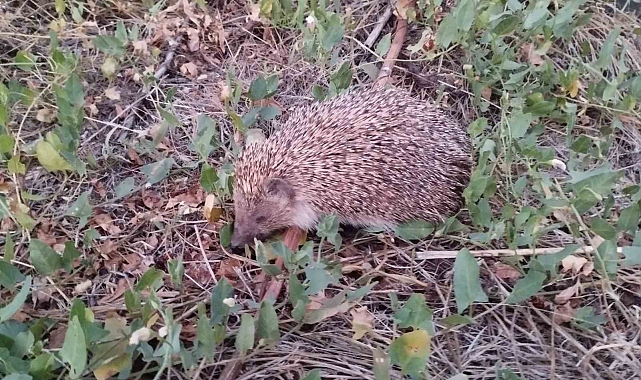 Bitkin düşen kirpiye şefkat eli