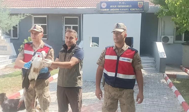 Bitkin halde bulunan leylek, koruma altına alındı