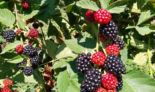 Böğürtlen hasadı başladı