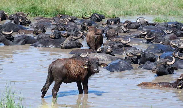 Burası Afrika değil Erzurum Ovası