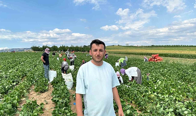 Bursa&#039;da fasulye üreticileri fiyatlardan yana dertli