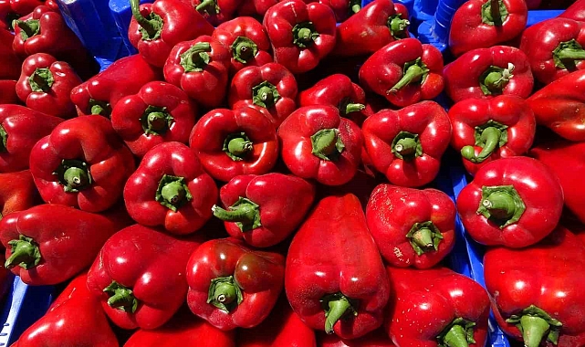 Çanakkale, kapya biber&#039; üretimiyle Türkiye&#039;de ilk sırada yer alıyor