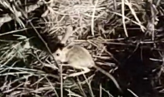 Çankırı&#039;da, arap tavşanı görüntülendi