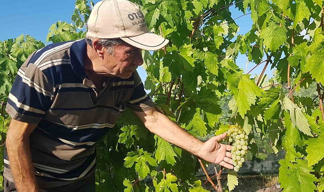 Çavuş Üzümü&#039;nde hasad erken başladı